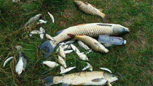 野钓玉米饵料制作方法及配方