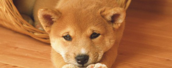 狗可以吃粽子吗