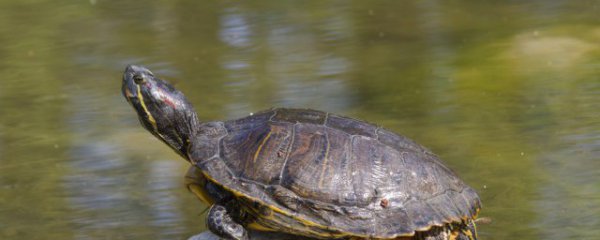 乌龟真的有灵性吗