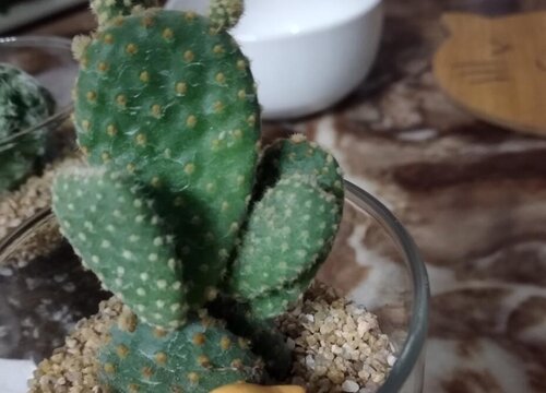 多肉长时间不长新根要怎么处理