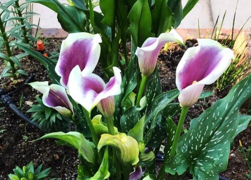 马蹄莲什么季节开花