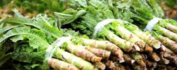 莴笋种植时间是什么时候