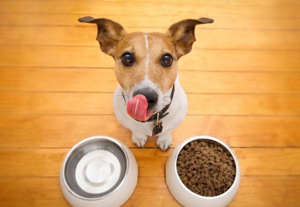 中国十大名牌狗粮推荐