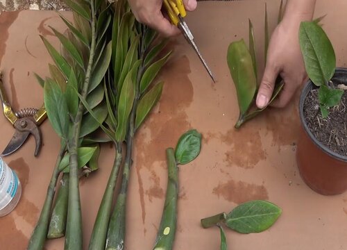 金钱树扦插需要注意哪些要点