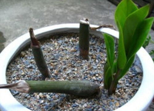 金钱树扦插需要注意哪些要点