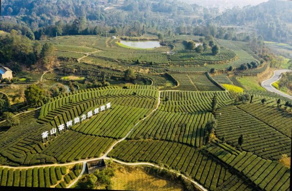 花茶产地在哪里