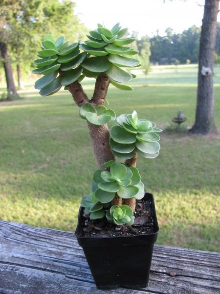 金钱木叶子卷起来是怎么回事