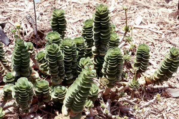 金钱木叶子卷起来是怎么回事