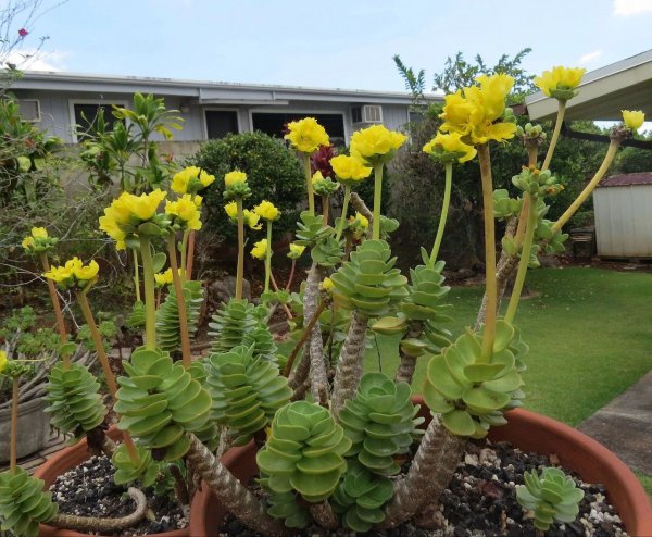 金钱木叶子卷起来是怎么回事