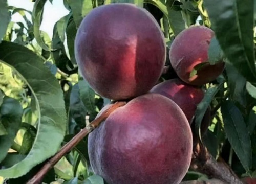 黑桃皇后桃树品种介绍
