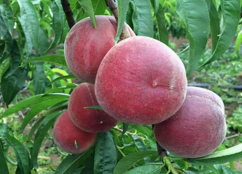 黑桃皇后桃树品种介绍