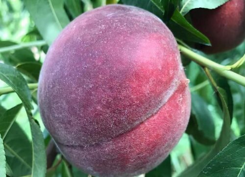 黑桃皇后桃树品种介绍