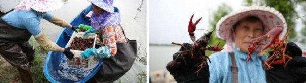 小龙虾都去看世界杯了！