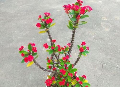 虎刺梅什么时候换盆最好