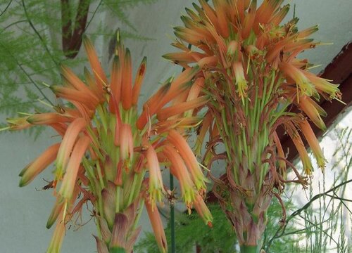 芦荟开花什么预兆