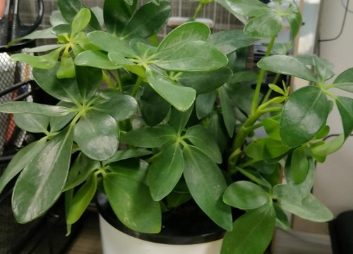 鸭掌木怎么才能多发芽叶片绿油油