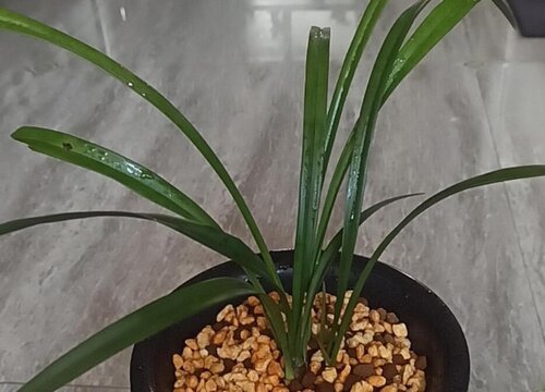 兰花叶片开叉是什么原因造成的