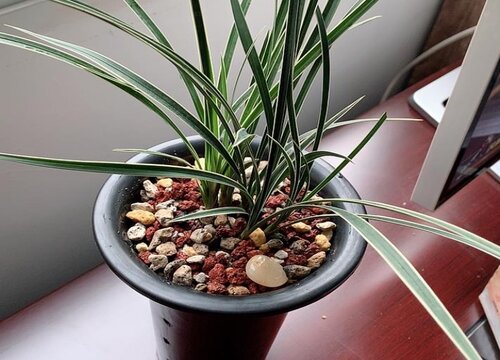 兰花叶片开叉是什么原因造成的