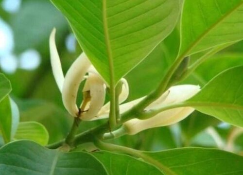 黄角兰和黄桷树区别