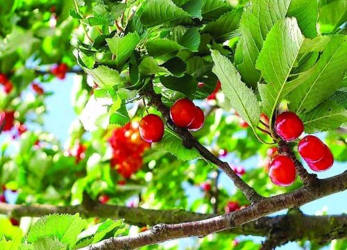 樱桃用什么肥料最合适而便宜