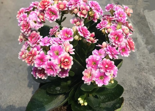 长寿花养护方法