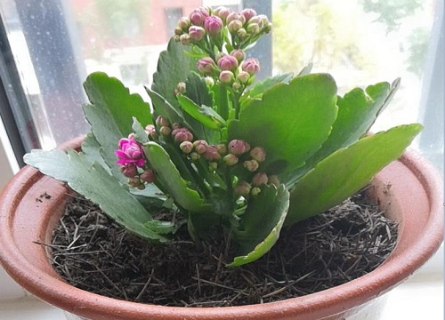 长寿花养护方法