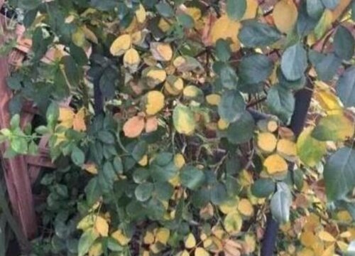 月季花病虫害防治技术与方法措施