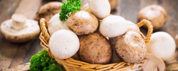 生活中常见的食用蘑菇种类有哪些