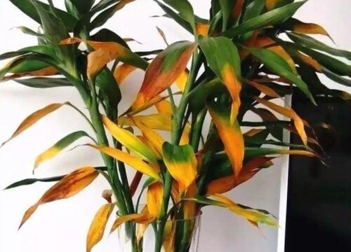 水养富贵竹叶子发黄的原因