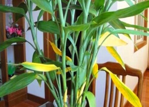 水养富贵竹叶子发黄的原因