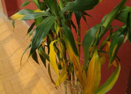 水养富贵竹叶子发黄的原因