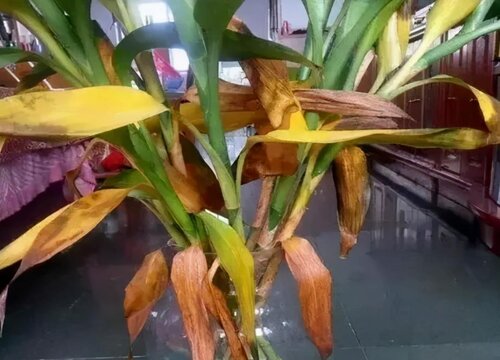 水养富贵竹叶子发黄的原因