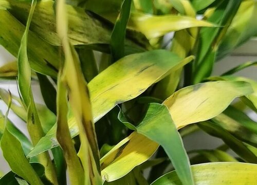 水养富贵竹叶子发黄的原因