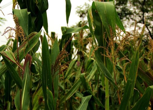 玉米在哪个节气种植较好