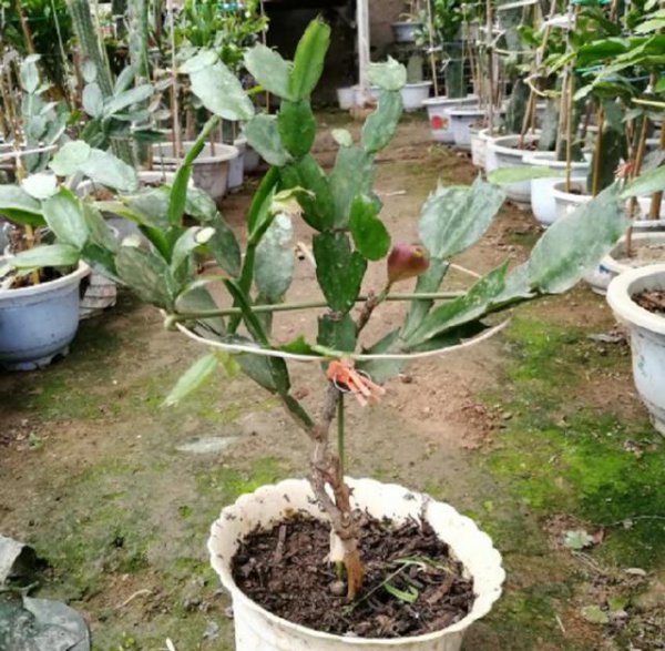 叶仙嫁接的蟹爪兰夏天怎么养护