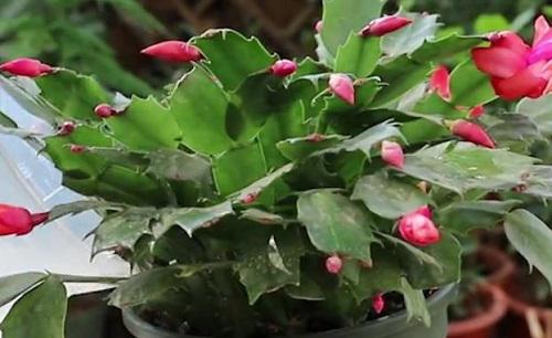 叶仙嫁接的蟹爪兰夏天怎么养护