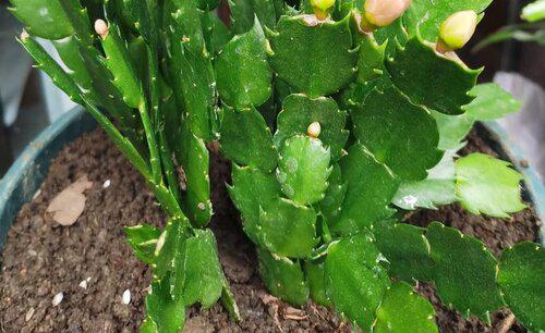 叶仙嫁接的蟹爪兰夏天怎么养护