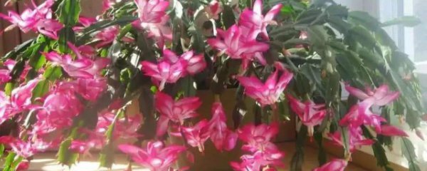 春节家里适合摆什么花家