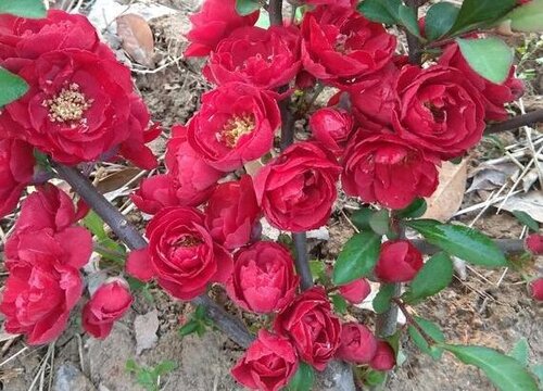 海棠盆栽的养殖方法和注意事项