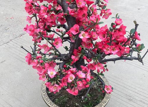 海棠盆栽的养殖方法和注意事项