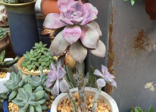 紫乐什么时候休眠