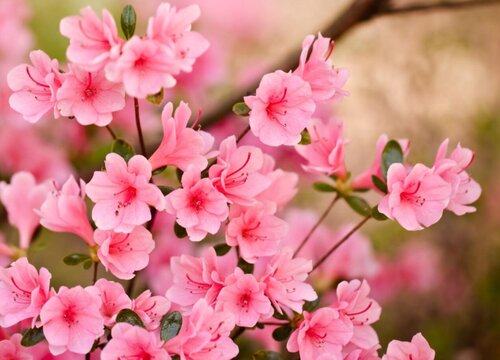 杜鹃经常出现干枯落叶是什么原因