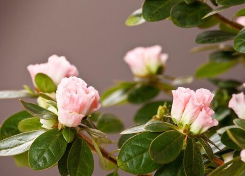 杜鹃经常出现干枯落叶是什么原因