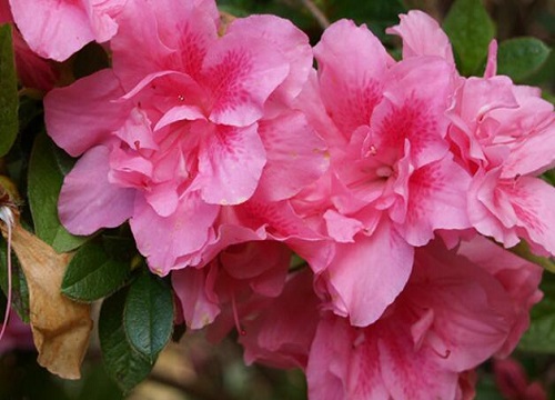 杜鹃经常出现干枯落叶是什么原因