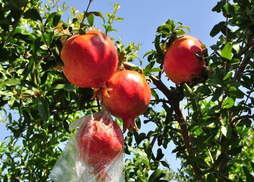 石榴产地在我国哪里