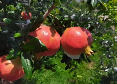 石榴产地在我国哪里