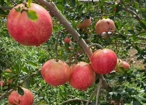 石榴产地在我国哪里