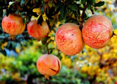 石榴产地在我国哪里