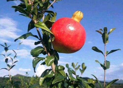 石榴产地在我国哪里