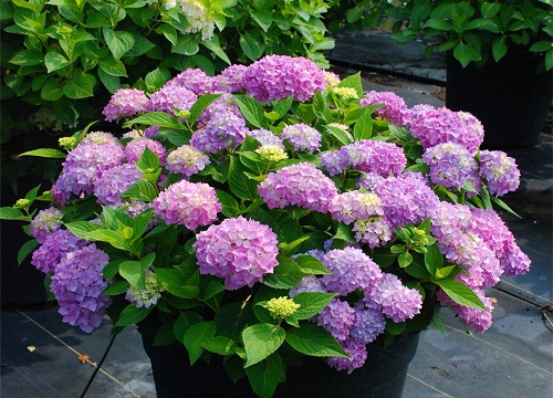 绣球花适合大盆还是小盆